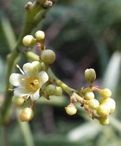 ARBOL DEL PERU, 15 ml